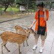 IMG_3162 Say hi to the deers, Deer Park Nara