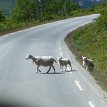 P015 STOP! Sheep Xing... Eastern Norway (Østlandet), geographical region of the southeastern part of Norway consisting the counties of Telemark, Vestfold, Østfold,...