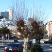 P008 ... leafless interesting looking trees lining this quiet San Francisco bay area street... let's continue our walking exercise and sightseeing on such a...