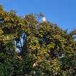 013 - IMG_4556 January 2, 2019 5:37pm Casablanca - what's so interesting about this photo? Look closer... cranes on tree branches?