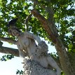 007 - P1180132 Pan and Nymph statue (part of a fountain) near Pile Gate, Dubrovnik