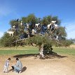 001 - P1160577 1/1/19 11:54am Look! Goats on tree, what's happening?