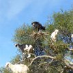 008 - P1160609 ... images of goats in trees have become iconic, 'tree-climbing' goats also contribute to Morocco’s burgeoning tourism industry, drawing visitors from all over...