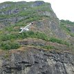 P013 ... fly seagull fly... lead the way and let the fun and relaxing Aurlandsfjord-Nærøyfjord fjord journey begin, shall we?