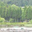 IMG_2746 Trees lined the coast of Lake Ashi