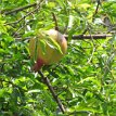 IMG_5188 Guava