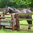 P022-026 ... some of the finest stallions in the world - breeders from around the world send mares to be mated with the farm’s stallions, some of whom will take part in...