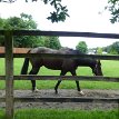 P023-036 ... a number of the horse-racing sport's finest stallions have been based here, including Champion sire Indian Ridge (died in 2006) who spent 21 years at the...