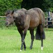 P027 ... other featured Stallions from Irish National Stud - Bay 2011 Free Eagle €20,000 | Chestnut 2009 Dragon Pulse €8,000 | Bay 2010 Gale Force Ten €5,000 | Bay...