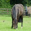 P028 ... Bay (horse), a hair coat color and one of the most common coat colors in many horse breeds, characterized by a reddish-brown body color with a black mane,...