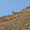 027 - P1190912 The Judean Desert is home to approximately 800 Nubian ibex and the Negev Highlands are inhabited by around 400. Israel's population is relatively stable and...