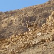 028 - P1190913 Nubian ibex is a desert-dwelling goat species.