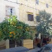 011 - P1150710 ... bitter orange and olive trees lining the street of the old city...