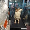 P-014 ... during 1950s and 60s the USSR used a number of dogs for sub-orbital and orbital space flights to determine whether human spaceflight was feasible...