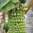 P018 Banana tree...