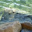 P004 ... crystal clear water of the Aegean Sea... Mykonos is surrounded by a coastal shoreline of ~50 miles...