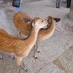 IMG_3111 Deer Park, Nara