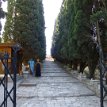 P009 ... stone-steps surrounded by cypresses leading to the gothic Monastery of Our Lady of Philerimos, dedicated to the Virgin Mary (the Life Giving Source)...