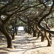 P016 ... interesting tree-shaded corridor on the flat slope of Philerimos Hill...