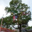 P013-001 ... often found planted near Buddhist temples and palaces, the Chinese Scholar Tree (locust tree) in front of Daeungjeon (Main Dharma Hall) believed to be over...