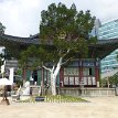 P020 ... 500 years old baeksong (lacebark pine) tree standing next to Daeungjeon, origin from north China, this species of trees grow and reproduce slowly making...