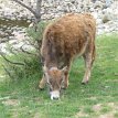 IMG_3273 A yak calf