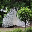 IMG_3334 Beautiful white peacock, garden of Marinela Hotel