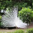 IMG_3336 First time to see a white peacock...