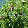 P016 red Anjou pears, aren't they pretty? Hardanger region, known as the Orchard of Norway, fruit trees blossoming in May...