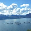 P024a ... fjord has good conditions for fish farming, fish farms produce yearly some 40K tons of salmon and rainbow trout (as recorded in 2002), making the...