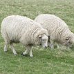 IMG_2320 Sheeps roaming in farm next to Stonehenge