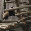 P009 Hello there, let's go to Toronto Zoo, shall we? We can visit the giant panda cubs from 9:00am to 5:30pm daily in the Giant Panda Experience. Are you ready to...