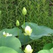 IMG_1162 A lotus bud