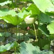 IMG_1181 Lotus bud