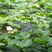 IMG_1183 Lotus pond